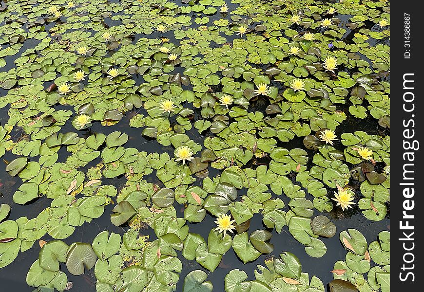 Lotus flowers are blooming in a pond.