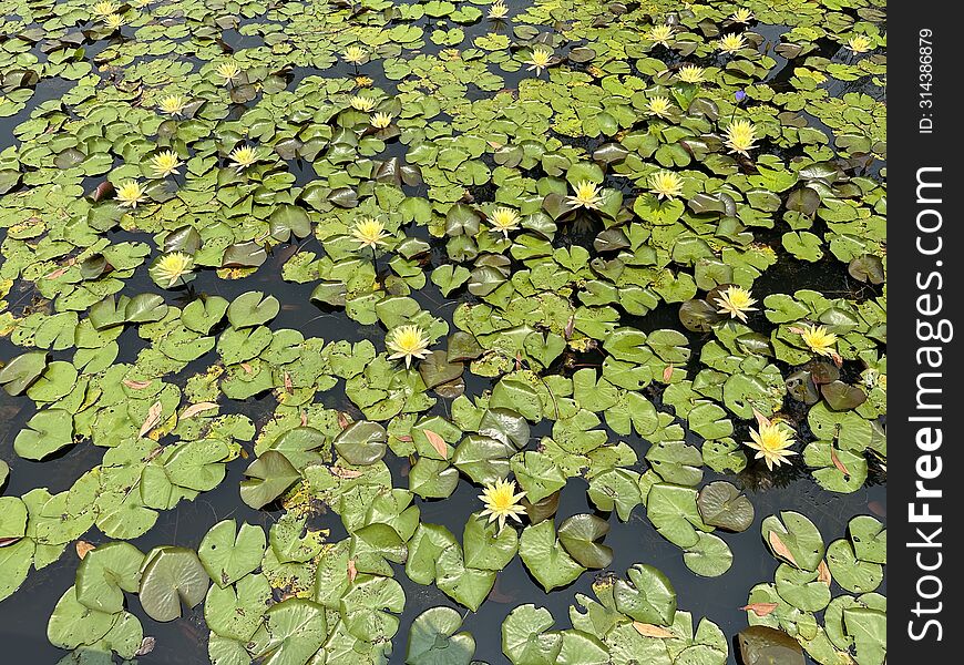 Lotus flowers are blooming in a pond.