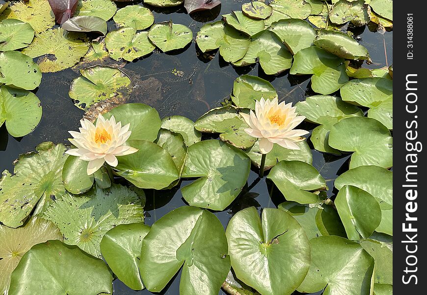 Lotus flowers are blooming in a pond.