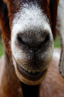 Close Up Image Of Goat Face Royalty Free Stock Photos Close Up Image Of Goat Face Royalty Free Stock Photos