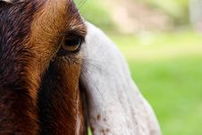 Close Up Image Of Goat Face Stock Image