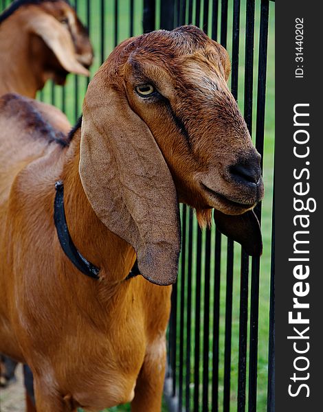 Portrait of a goat in the farm