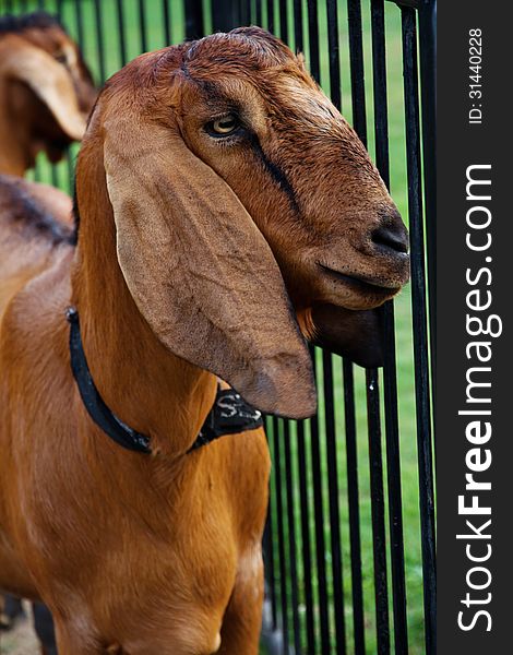 Portrait of a goat in the farm