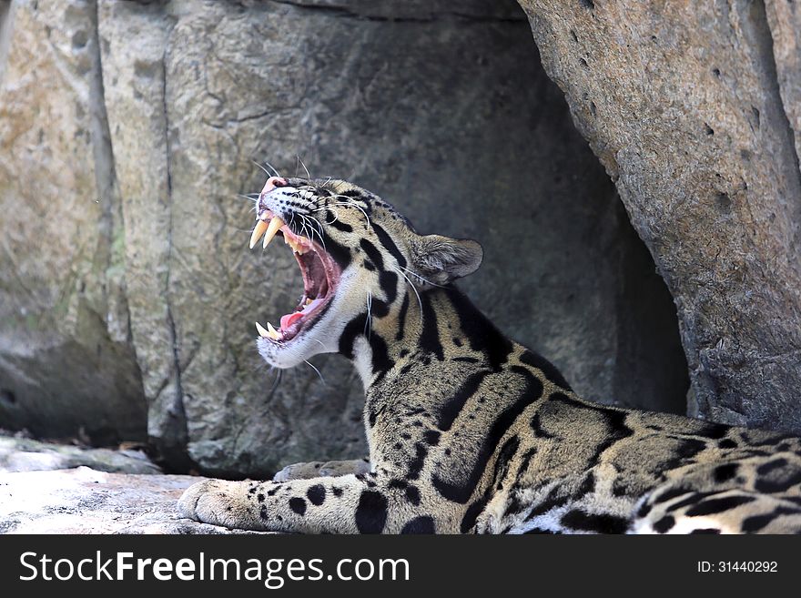 Young Leapord yawning showing sharp teeth. Young Leapord yawning showing sharp teeth