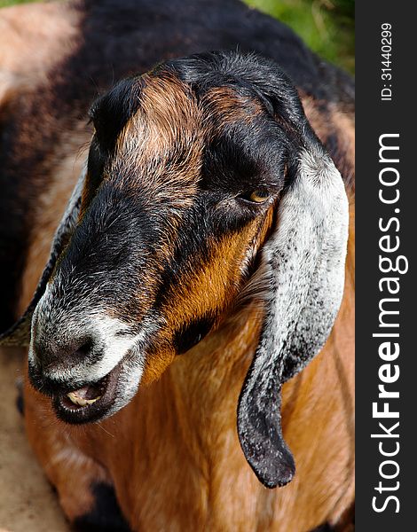 Portrait of a goat in the farm