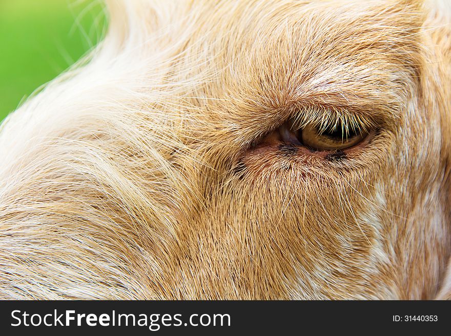 Close up image of goat face