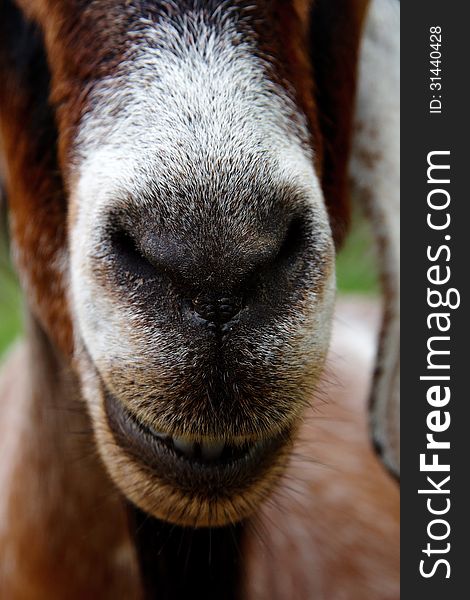 Close up image of goat nose. Close up image of goat nose