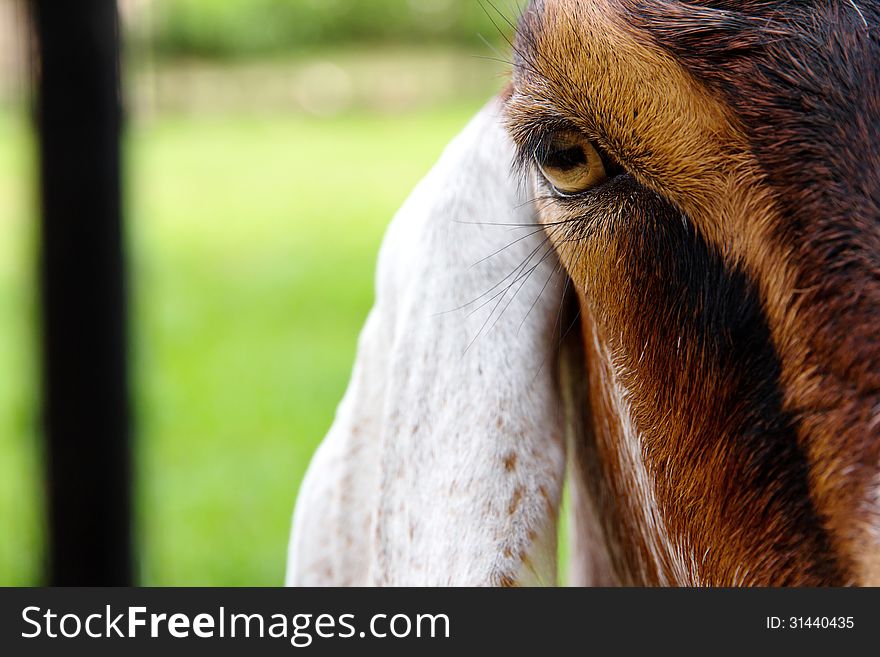 Close Up Image Of Goat Face