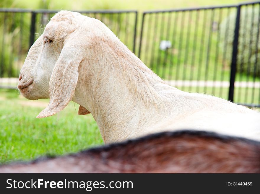 Portrait of a goat in the farm