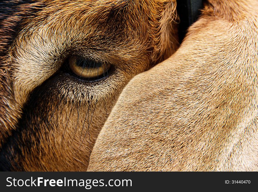 Close up image of goat face