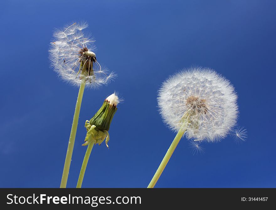 Three Dandelions