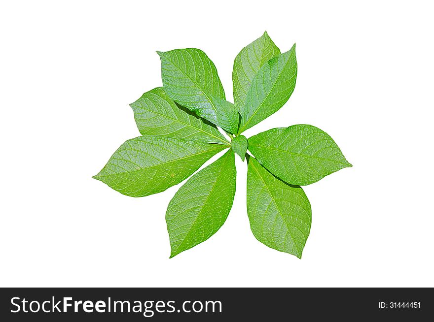 Mandrake leaves isolated on white background