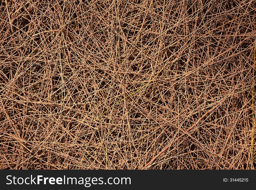 Pine dry background,The details of nature