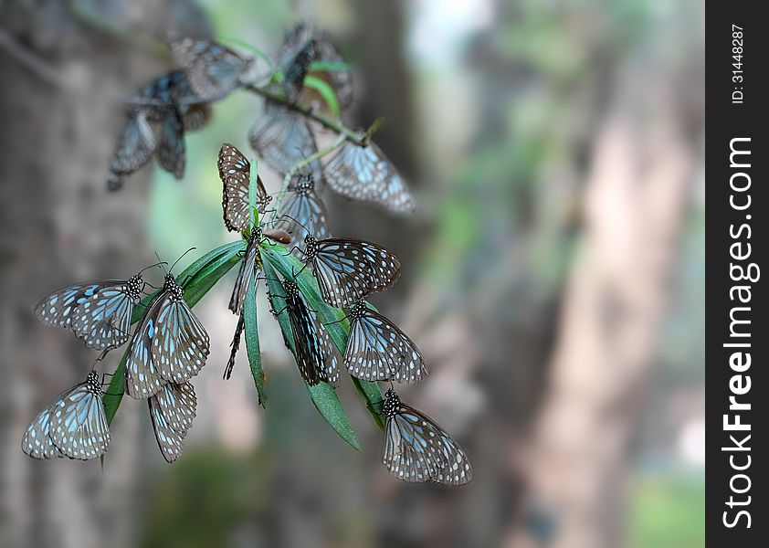 Common Indian Crow Migratory Butterflies Resting On A Branch