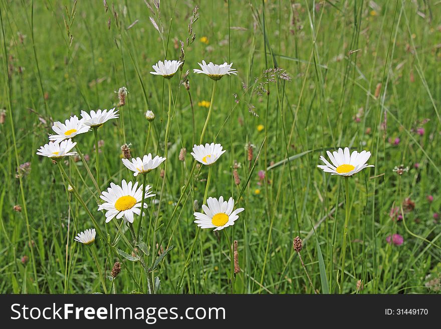 White daisies in a meadow of green grass