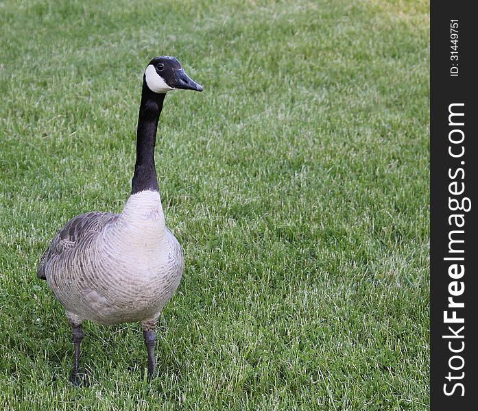 A goose, intensely, focused on its surroundings. A goose, intensely, focused on its surroundings.