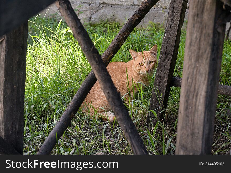 A Cat In Thr Gras