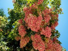 Pink Flower Tree Stock Photos Pink Flower Tree Stock Photos