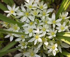 Spring Flowers Royalty Free Stock Image Spring Flowers Royalty Free Stock Image