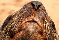 Cape Fur Seal Royalty Free Stock Images