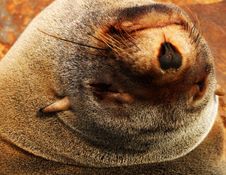Cape Fur Seal Stock Photography Cape Fur Seal Stock Photography