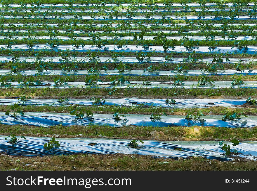 Strawberries on a plantation near Bressanone. Strawberries on a plantation near Bressanone