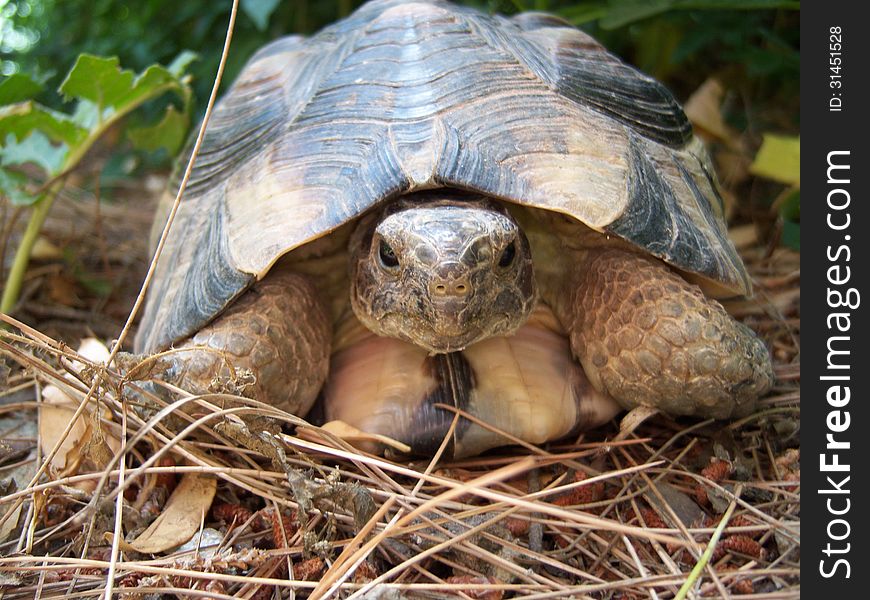 Greek turtle in the park at sidagma