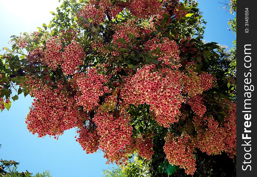 Pink Flower Tree