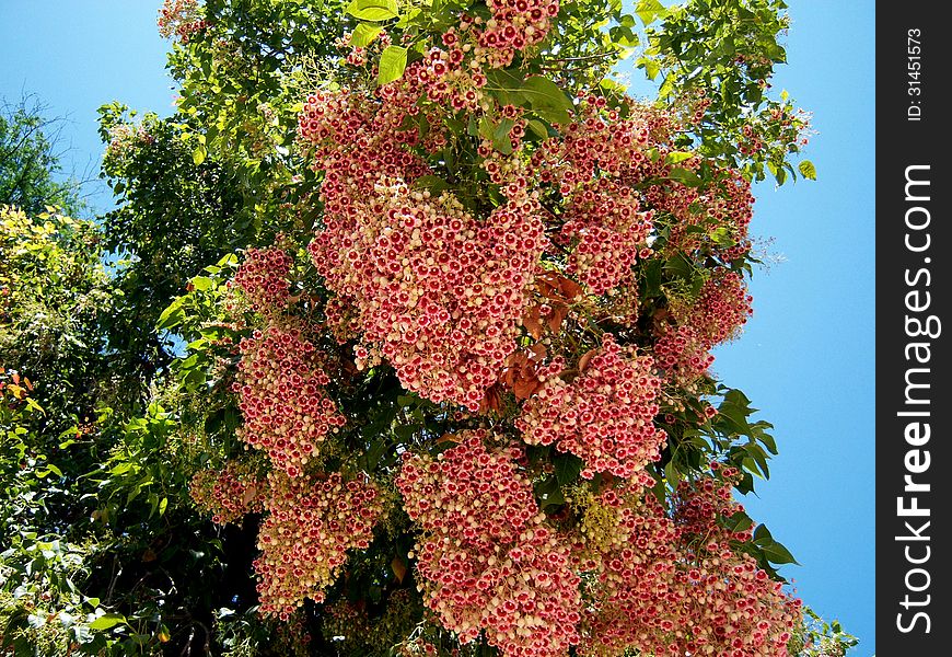 Pink flower tree and suny blue sky