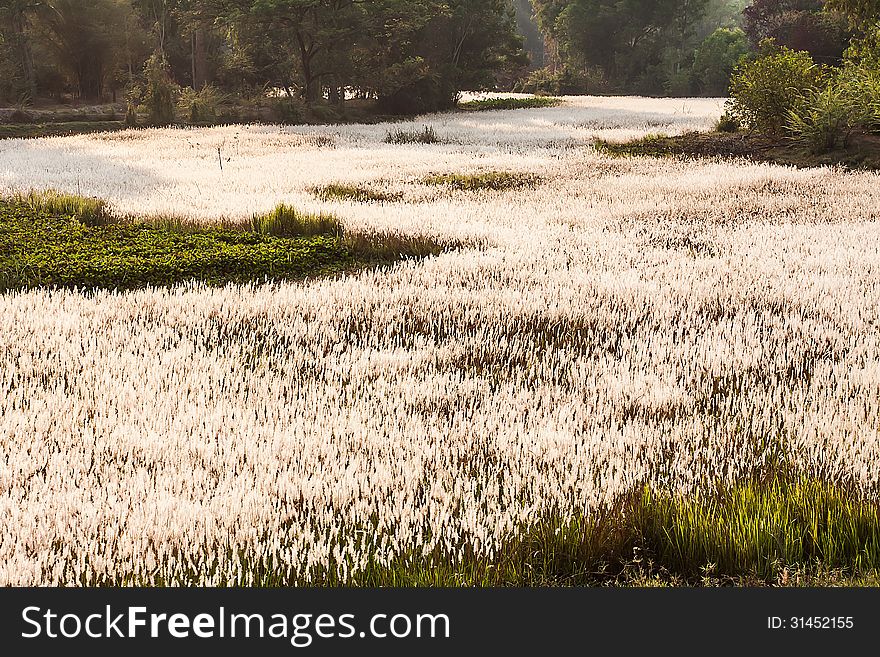 Reed land with white blossom, Thailand. Reed land with white blossom, Thailand