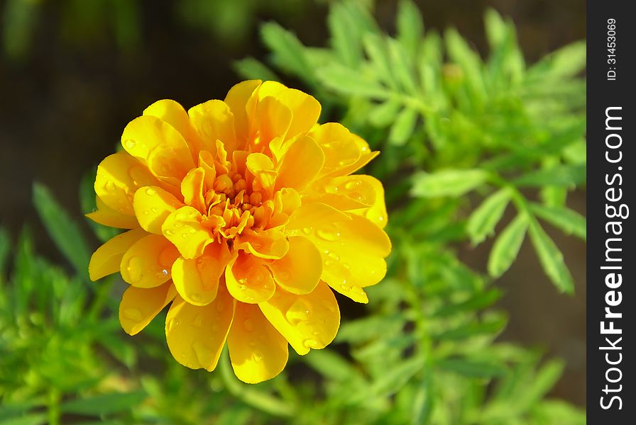 The marigold blooms after raining
