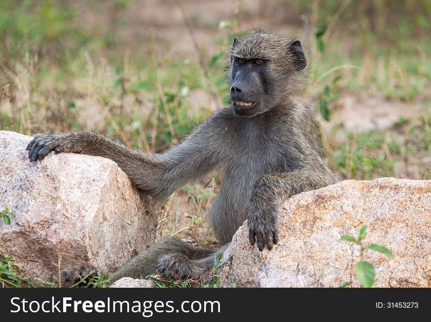 Smiling Baboon in Kruger NP South Africa