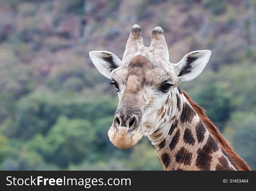 Giraffe Portrait, Kruger NP South Africa
