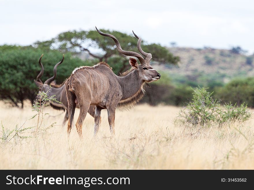 Kudus in Mokala NP South Africa