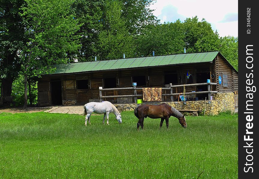 Horses graze in a meadow near the stables