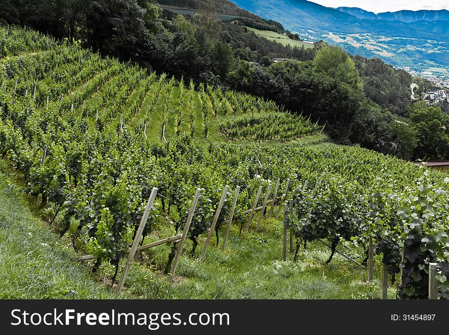 Vineyards near the Abbey of Neustift. Vineyards near the Abbey of Neustift