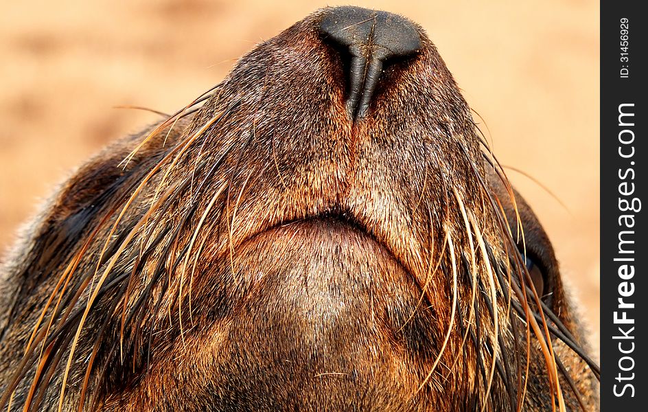 Cape Fur Seal