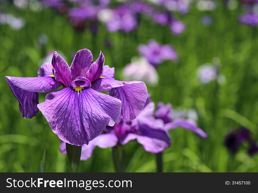 Close-up picture of purple iris in the park