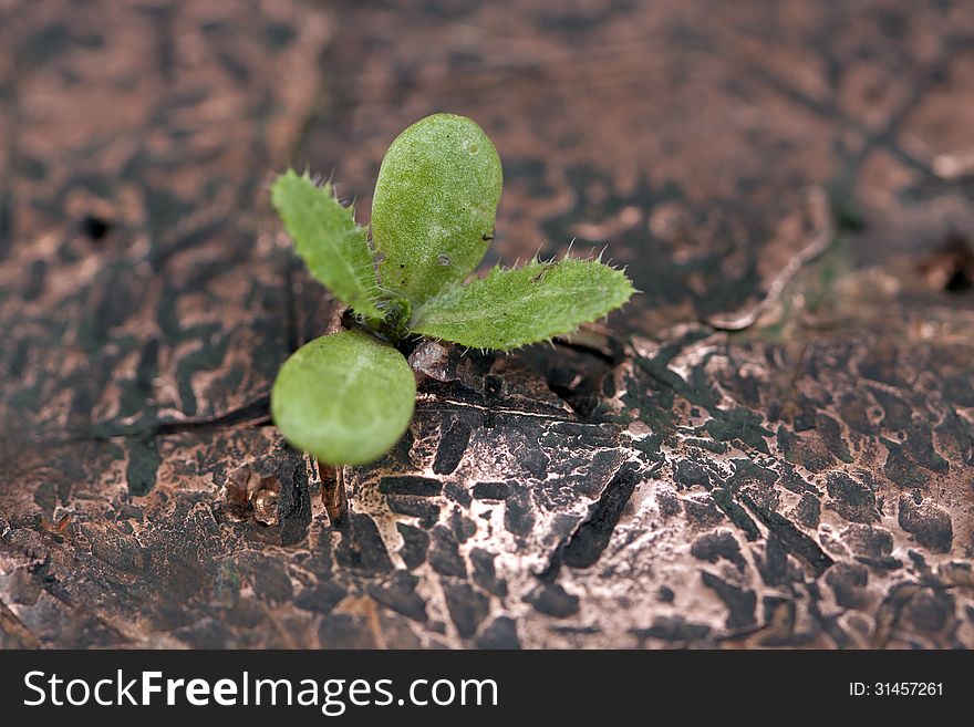 Little sprout grass breaks through the metal. Little sprout grass breaks through the metal