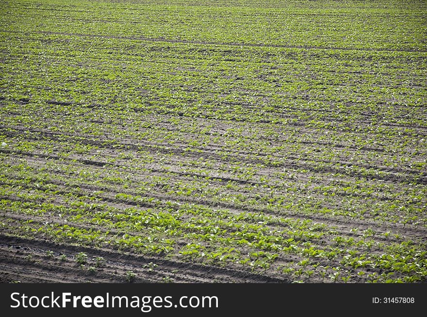 Field filled with many growing plants. Field filled with many growing plants