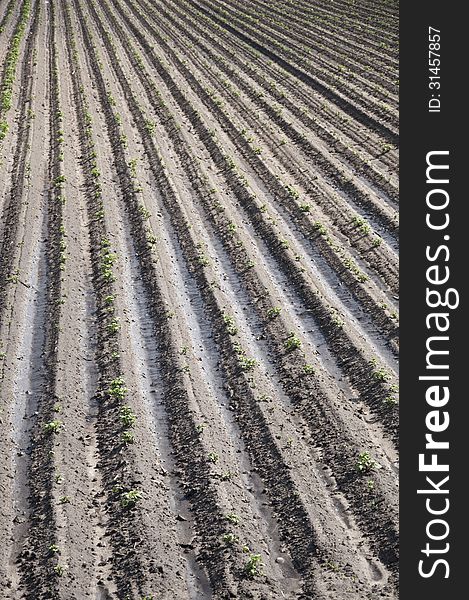 Field filled with growing potatoes. Field filled with growing potatoes