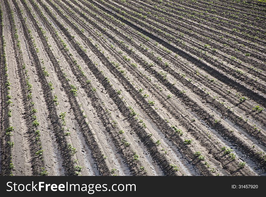 Field filled with growing potatoes. Field filled with growing potatoes