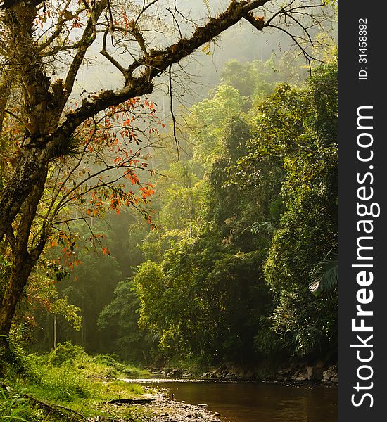 Small streams in the forest