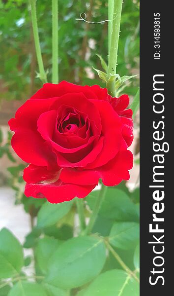 This is a beautiful red rose image with natural blur background
