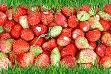 Frame Of Green Grass On The Background Of Wild Strawberries. Royalty Free Stock Image Frame Of Green Grass On The Background Of Wild Strawberries. Royalty Free Stock Image