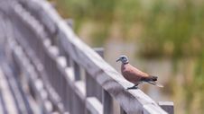 Swamp Bird Standing On The Wooden Rail Path Way Royalty Free Stock Photos Swamp Bird Standing On The Wooden Rail Path Way Royalty Free Stock Photos