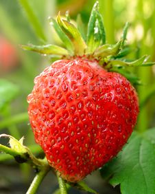 Red Ripe Strawberry Growing In A Garden Stock Photo Red Ripe Strawberry Growing In A Garden Stock Photo