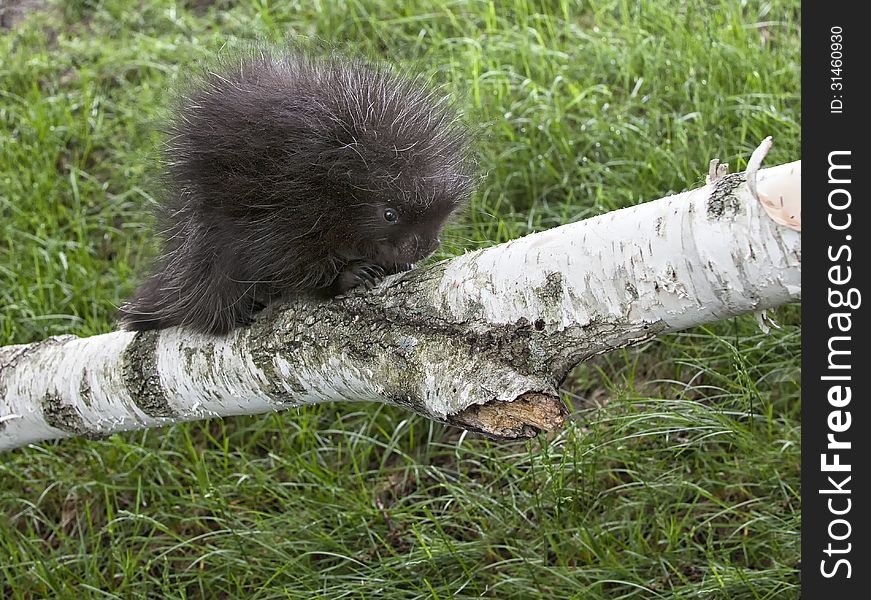 Young porcupine baby profiled, climbing on a birch tree limb. Spring in Wisconsin. Young porcupine baby profiled, climbing on a birch tree limb. Spring in Wisconsin