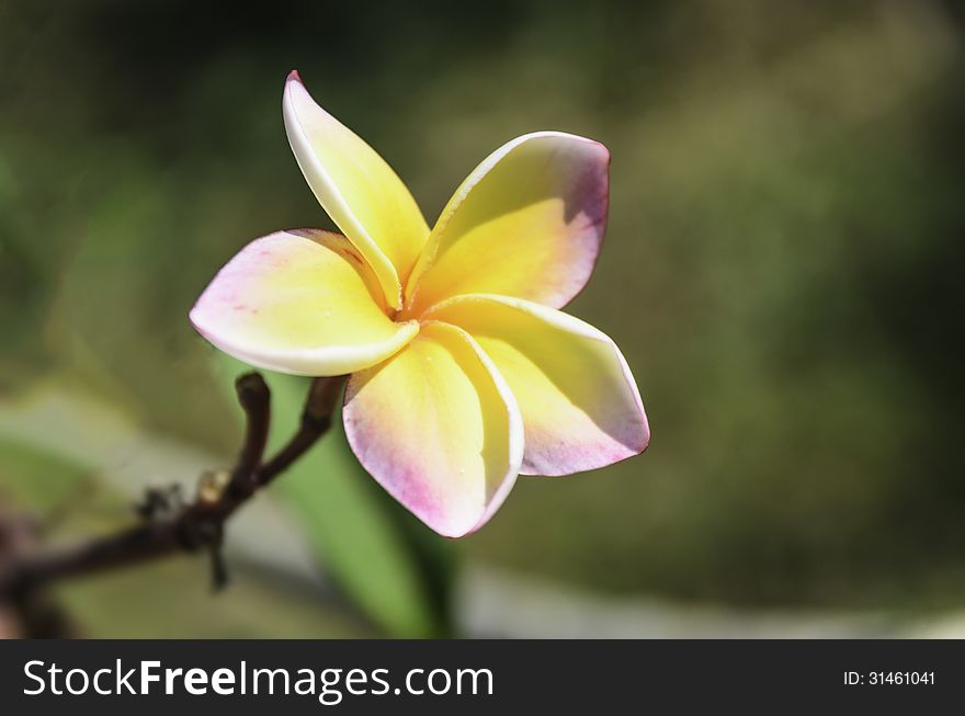 The yelow frangipani with brown background