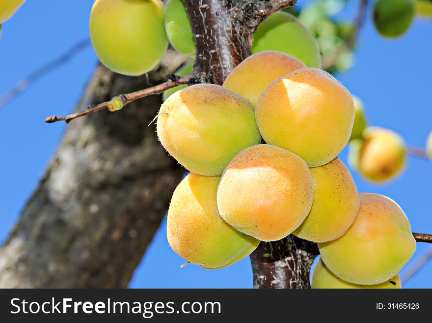 Ripening apricots on a tree